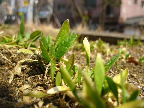 14.하자 후문 텃밭(시금치).JPG
