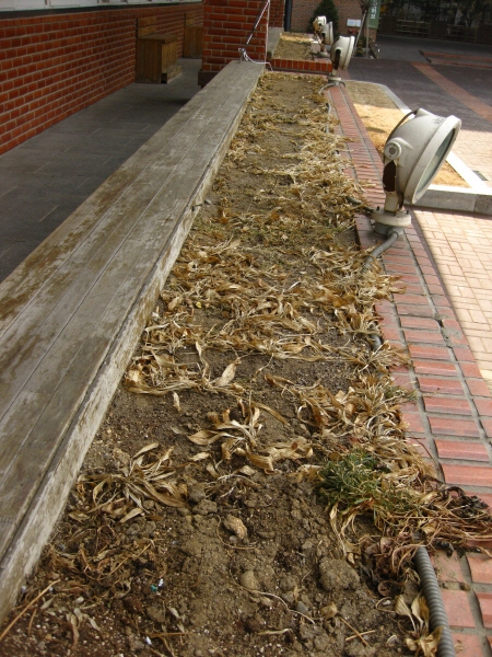 4.하자 정문 화단.JPG