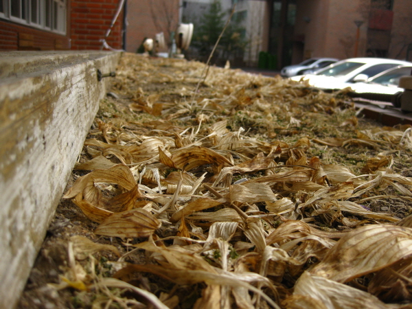 5.하자 정문 화단.JPG